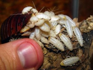 What does baby roaches look like