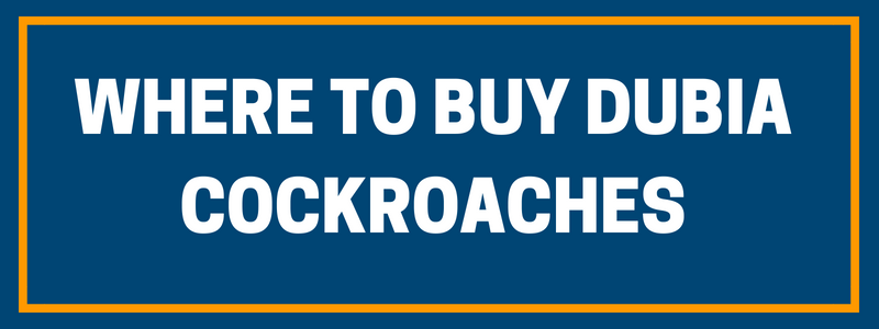 Buy Dubia Roaches