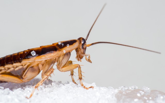 how to get rid of baby roaches
