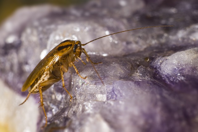 how long can roaches live without food
