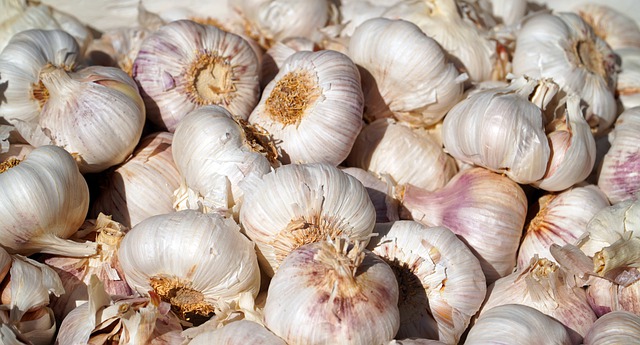 garlic for cockroach control