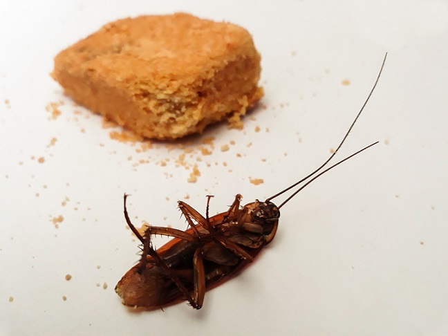 borax baits for baby roaches