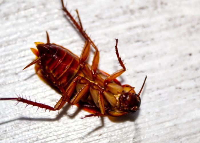 Cockroach Exterminator Cost