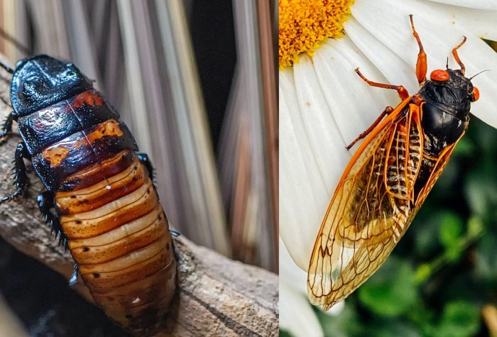 Cockroach and Cicada