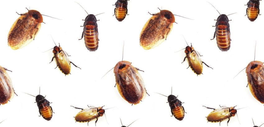 Different Cockroach species