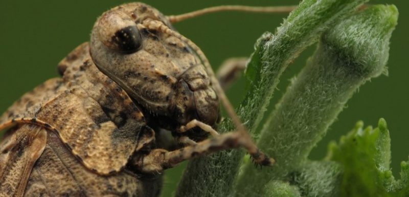 Grasshopper eating
