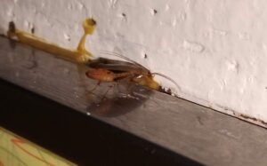 Cockroach Eating Advion Gel Bait
