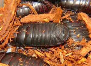 Cockroaches as decomposers
