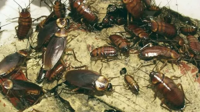 So Many Cockroaches