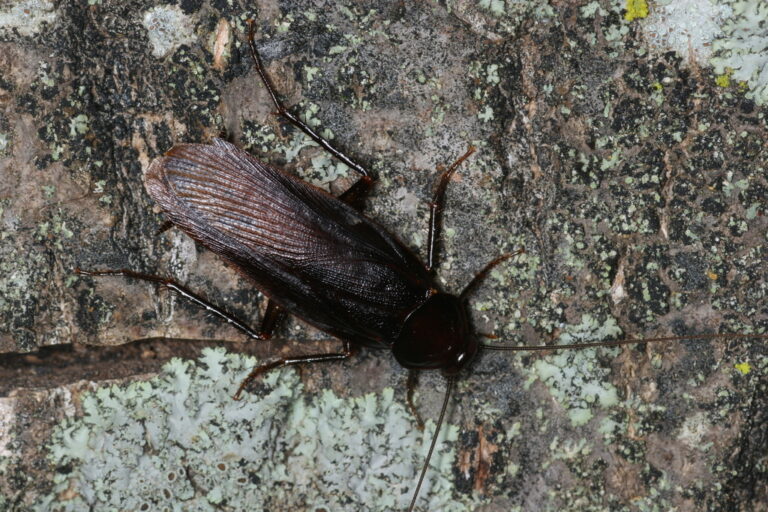 Japanese Cockroach