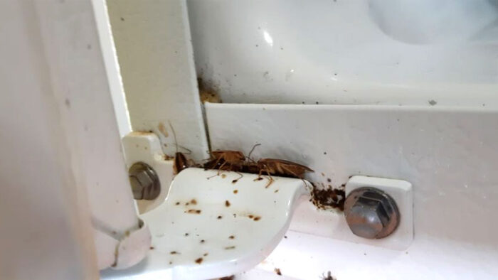cucarachas en el refrigerador