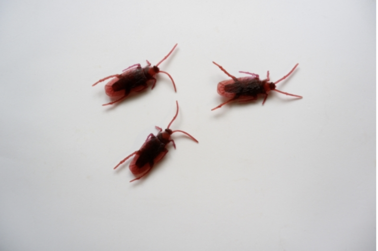 Baby Roaches