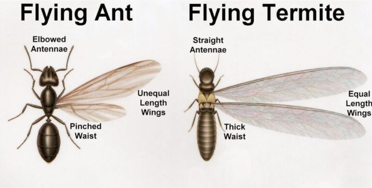 Flying Ants vs Termites