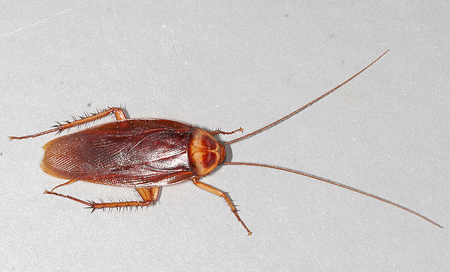 American cockroach (Periplaneta americana)