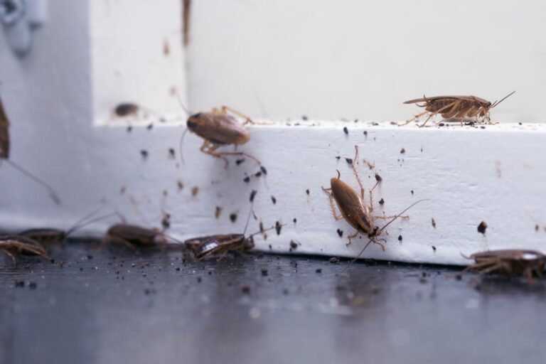 Roaches in apartment