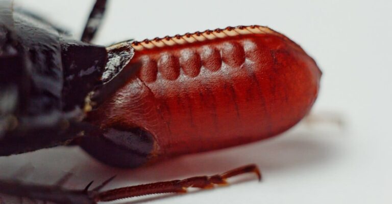 Pregnant Cockroach