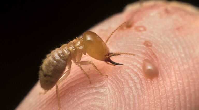 termite on a finger